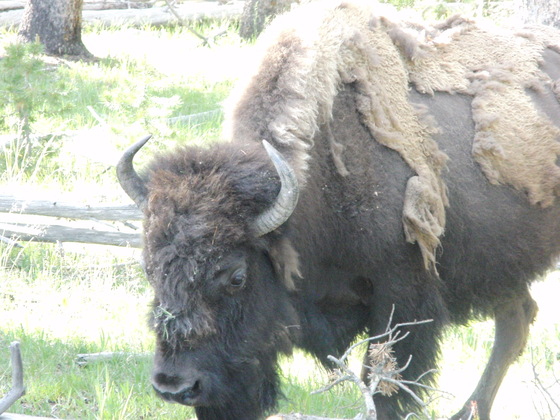 Yellowstone 