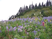Mt. Rainier National Park