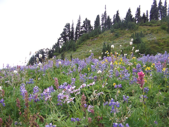 Mt. Rainier National Park