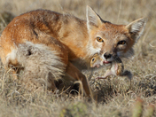 Pawnee National Grasslands