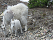 Glacier National Park
