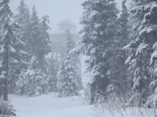 Willamette National Forest