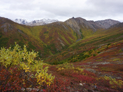 Denali National Park