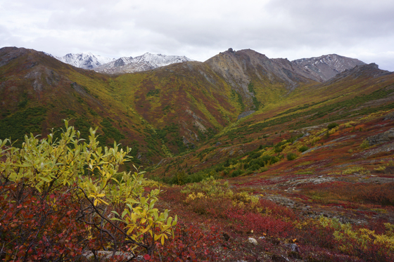 Denali National Park