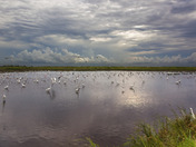 Brazoria National Wildlife Refuge, Texas