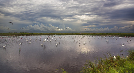 Brazoria National Wildlife Refuge, Texas