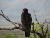 Big Bend National Park