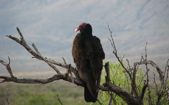 Big Bend National Park