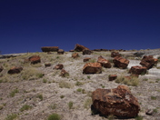Petrified Forest National Park