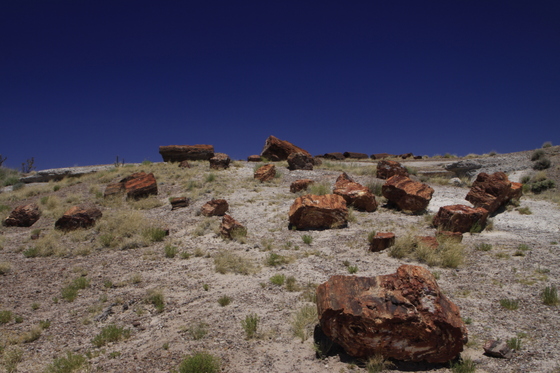 Petrified Forest National Park