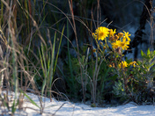 Gulf Islands National Seashore