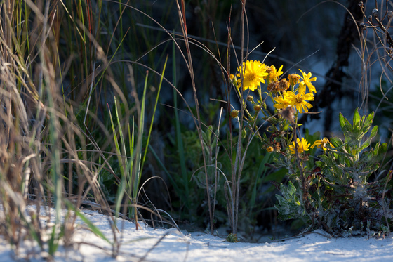 Gulf Islands National Seashore