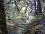 Tongass National Park