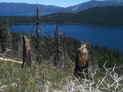 tahoe national forest