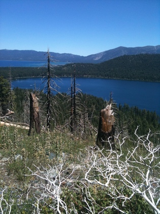 tahoe national forest