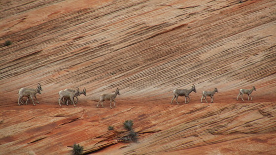 Zion National Park