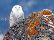 Flathead Lake, Montana