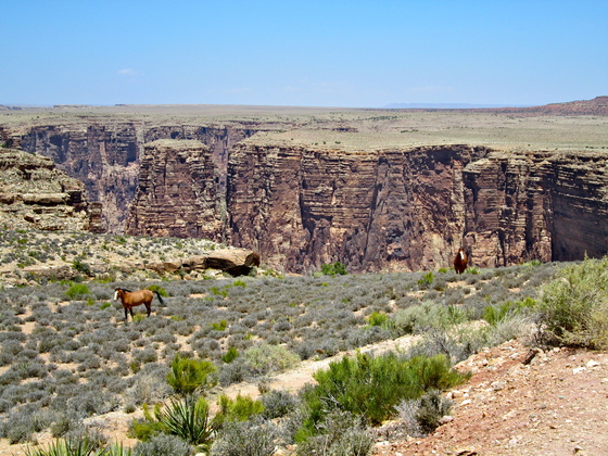 Kaibab National Forest