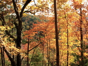 Smokey mountain national park