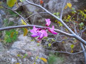 Grand Canyon National Park