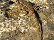 Wenatchee National Forest