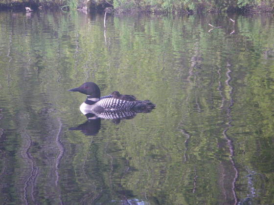 BWCA