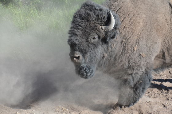 Yellowstone National Park