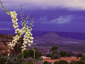 Canyonlands