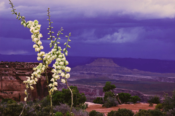Canyonlands