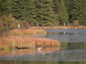 Allegheny National Forest
