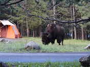 Yellowstone National Park