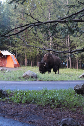 Yellowstone National Park