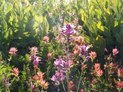 Trinity National Forest