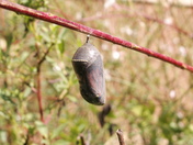 Patuxent Research Refuge
