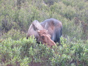 Denali National Park
