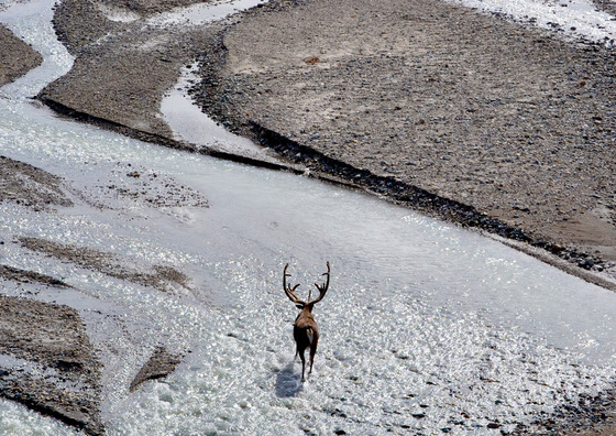 Denali National Park