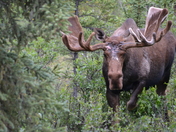 Denali National Park