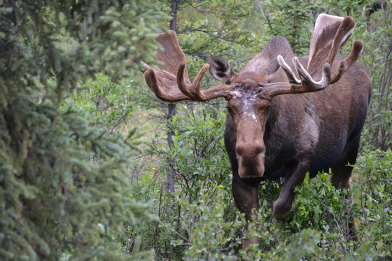 Denali National Park