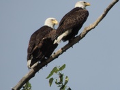 Tongess National Forest