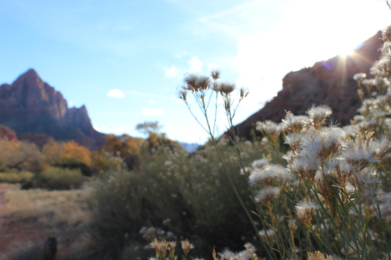 Zion National Park