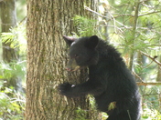 Great Smoky Mountains National Park