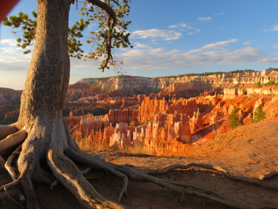 Bryce