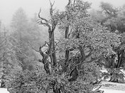 Ancient Bristlecone Pine Forest