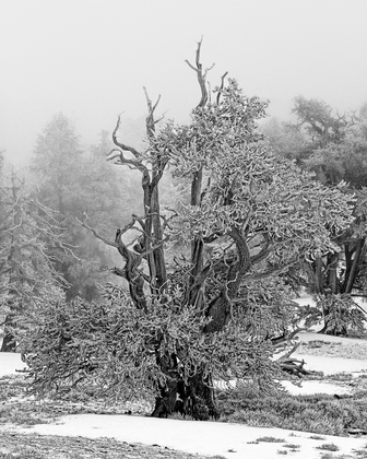 Ancient Bristlecone Pine Forest