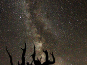 Ancient Bristlecone Pine Forest