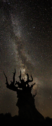 Ancient Bristlecone Pine Forest