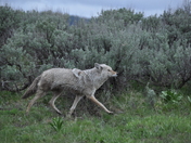Yellowstone National Park