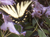 Allegheny Nation Forest