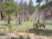 Bryce Canyon National Park