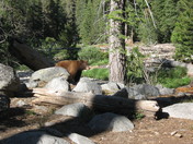 Sequoia National Park